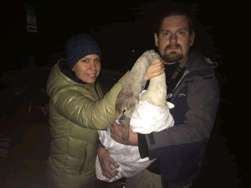 Неожиданная находка: На Киевщине в огород  упал лебедь (ФОТО)