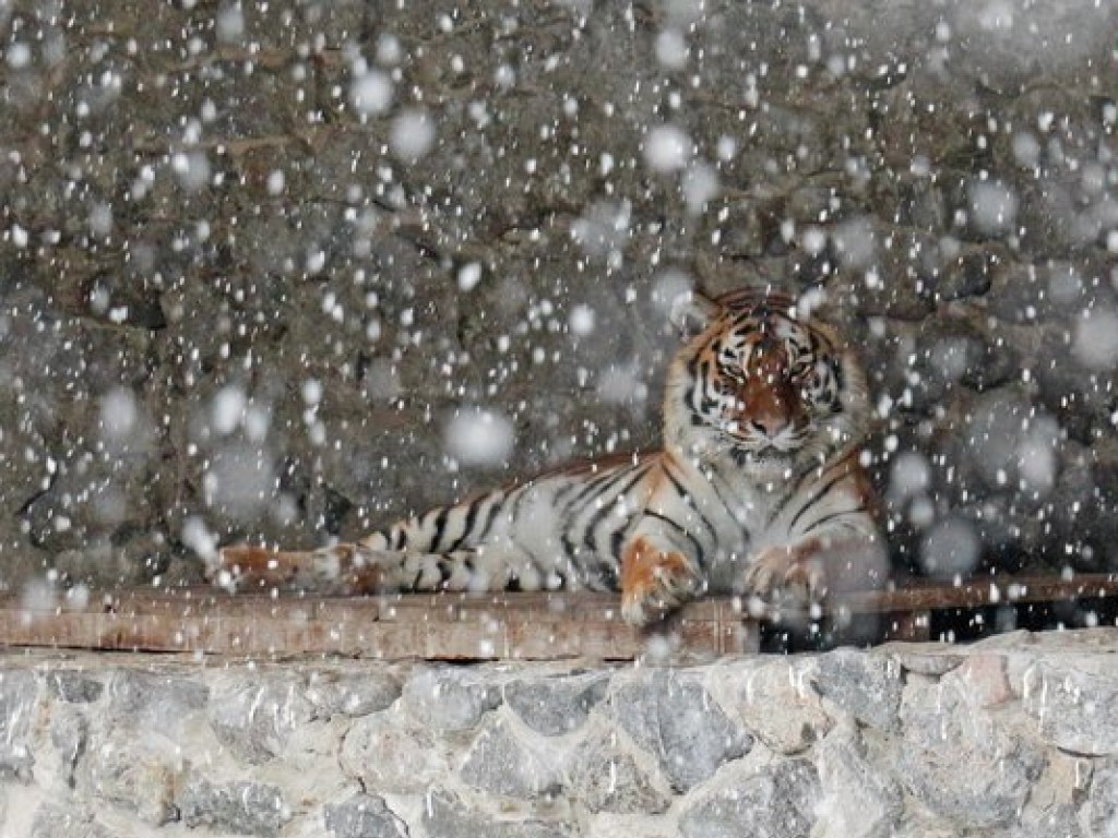 Столичный зоопарк показал радостных животных в снегу (ФОТО)