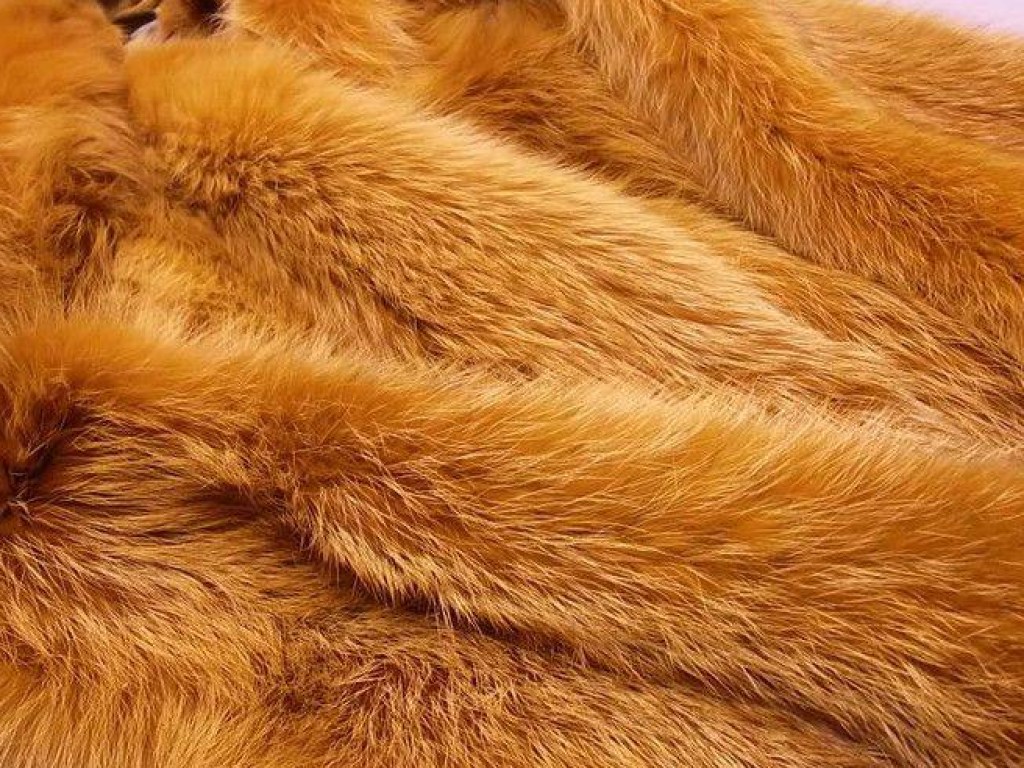 Сеть британских магазинов, выступающая против натурального меха, продавала изделия из енотов и лисиц