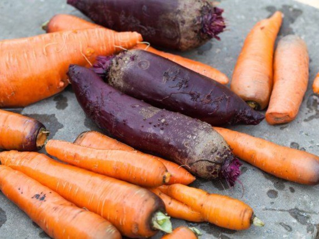 Морковь, свекла и картофель к Новому году подорожают на 20% &#8212; эксперт