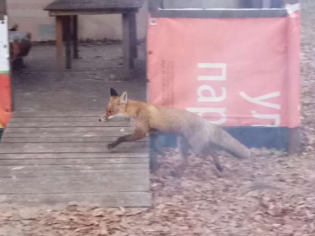 Жители поселка Днепропетровской области заметили в парке бешенную лисицу (ФОТО)