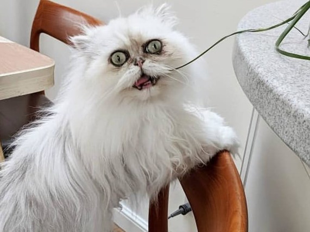 Фото «самого странного кота» покорило соцсети