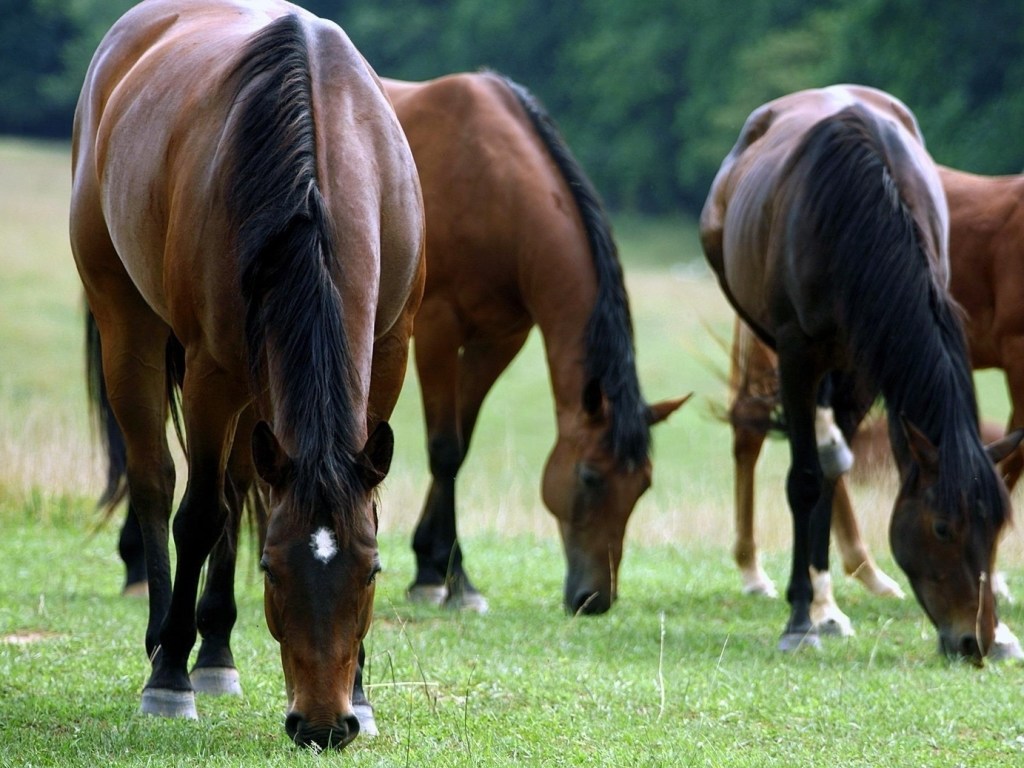 В Великобритании группа сбежавших коней нарушила спокойствие автолюбителей (ВИДЕО)