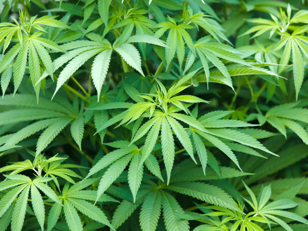В Ивано-Франковской области у местного жителя нашли четыре килограмма марихуаны