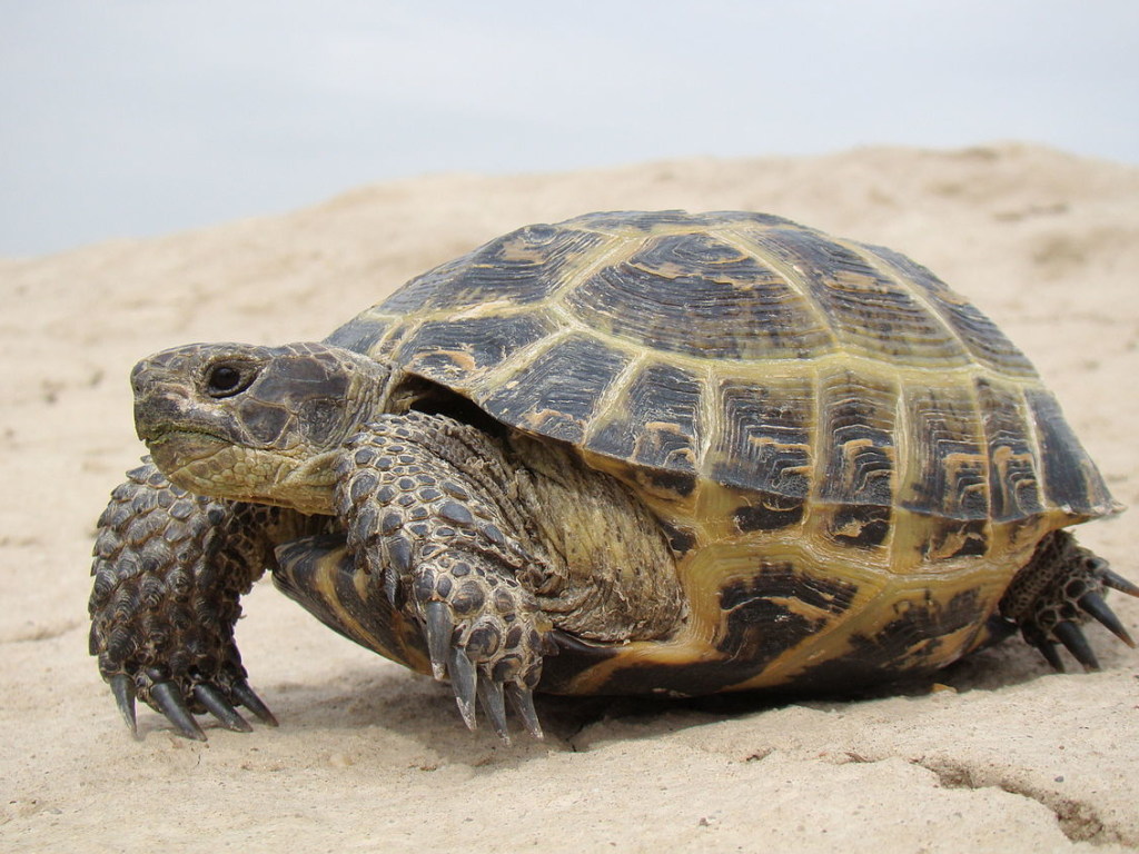 В условиях открытого моря: рыбаки помогли черепахе выбраться из пластиковой ловушки (ВИДЕО)