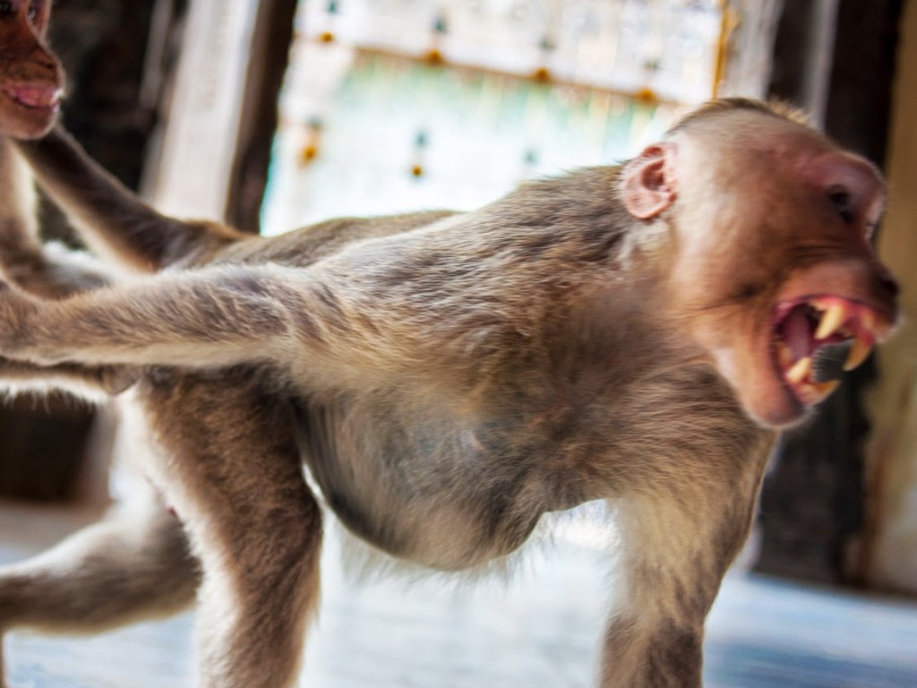 В Индии обезьяна украла и убила младенца
