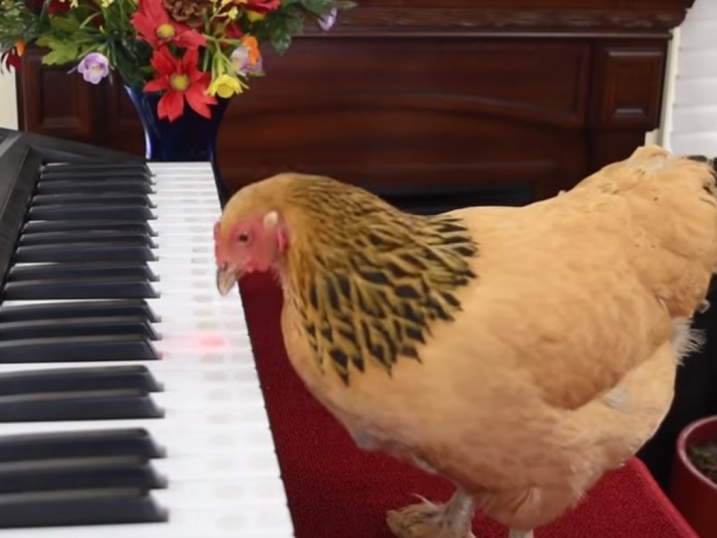 Курица научилась играть на пианино и стала фавориткой Сети (ВИДЕО)
