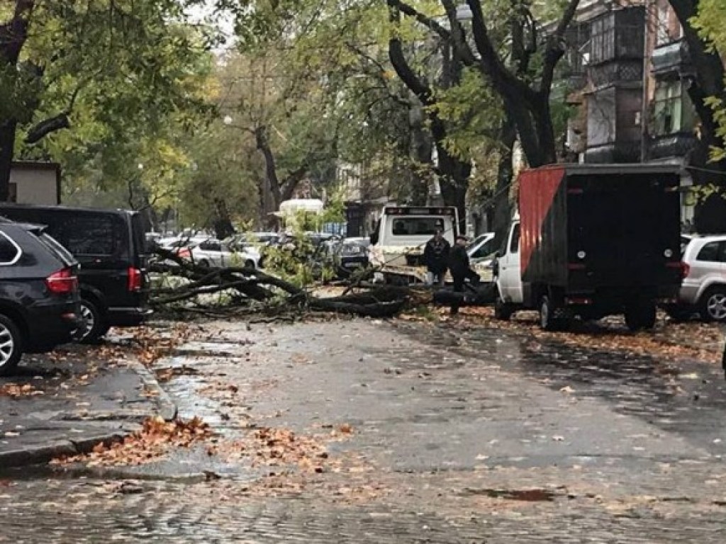 Ветром свалило дерево: на парковке в Одессе раздавило 10 автомобилей (ФОТО)