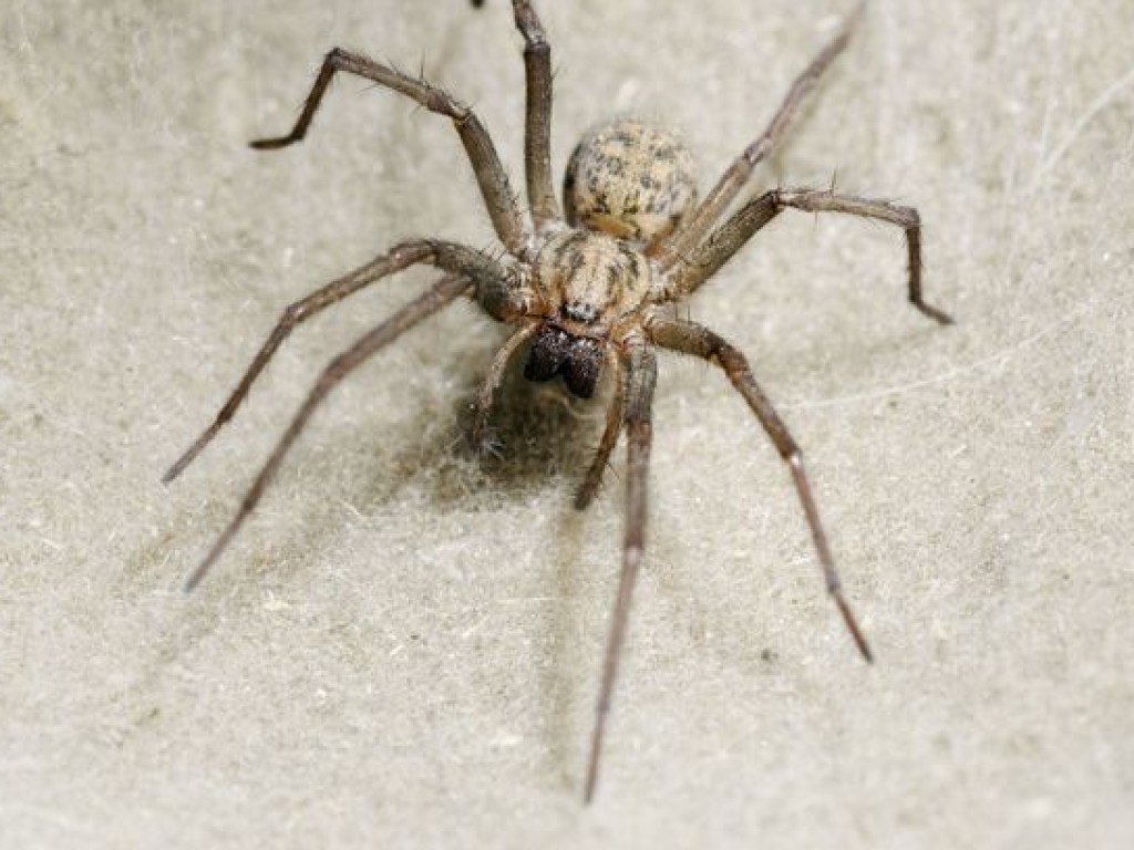 В ухе 60-летнего мужчины поселился паук и сплел паутину (ФОТО)