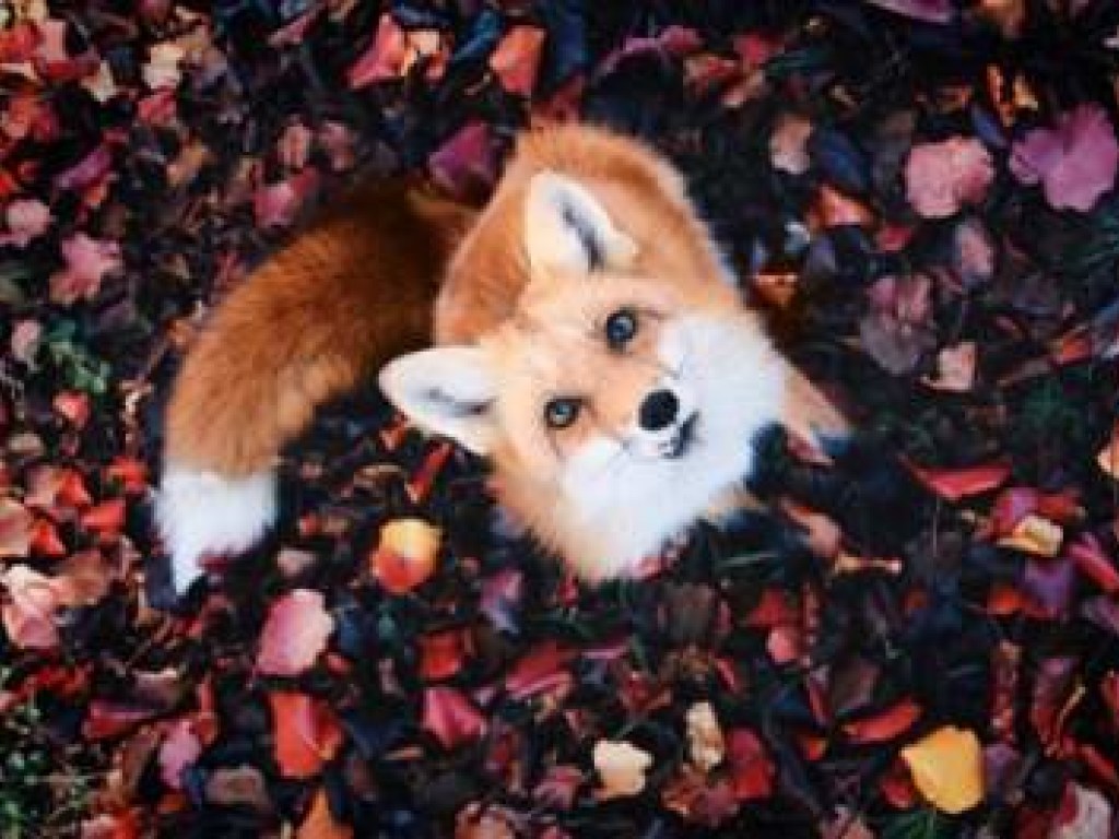 Смешные фото домашней лисицы из США покорили Instagram