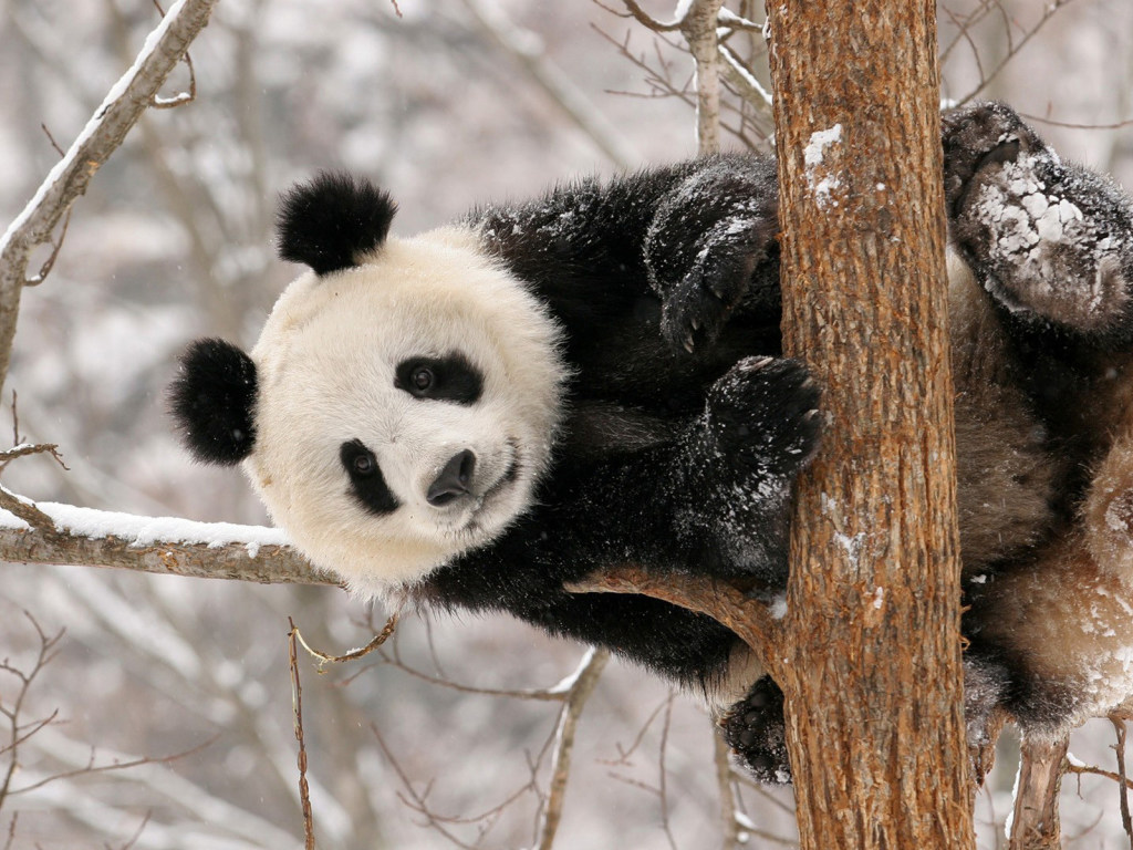 Показали забавную реакцию панды на первый снег (ВИДЕО)