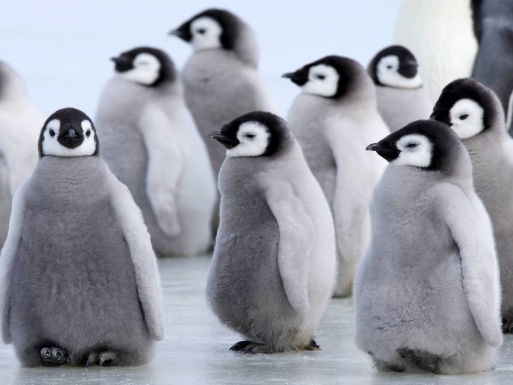 Наплевали на правила объективности: Журналисты спасли группу редких пингвинов