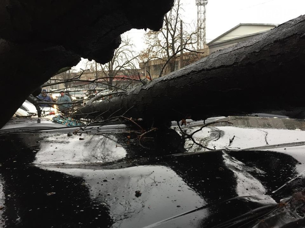 В Одессе упавшее дерево повредило автомобиль сотрудника налоговой (ФОТО)