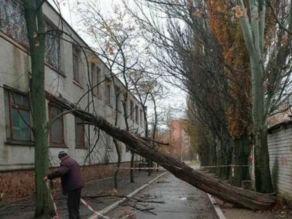 В Херсоне на территории профтехучилища упало дерево (ФОТО)