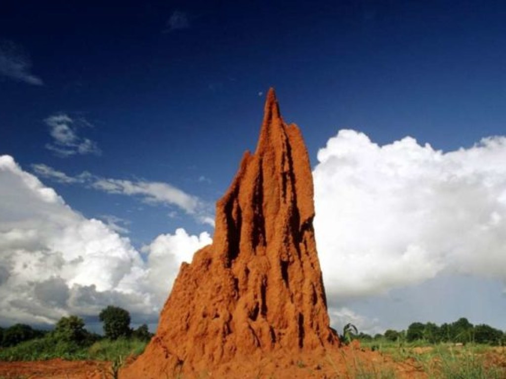 Огромные термитники из Бразилии можно увидеть из космоса