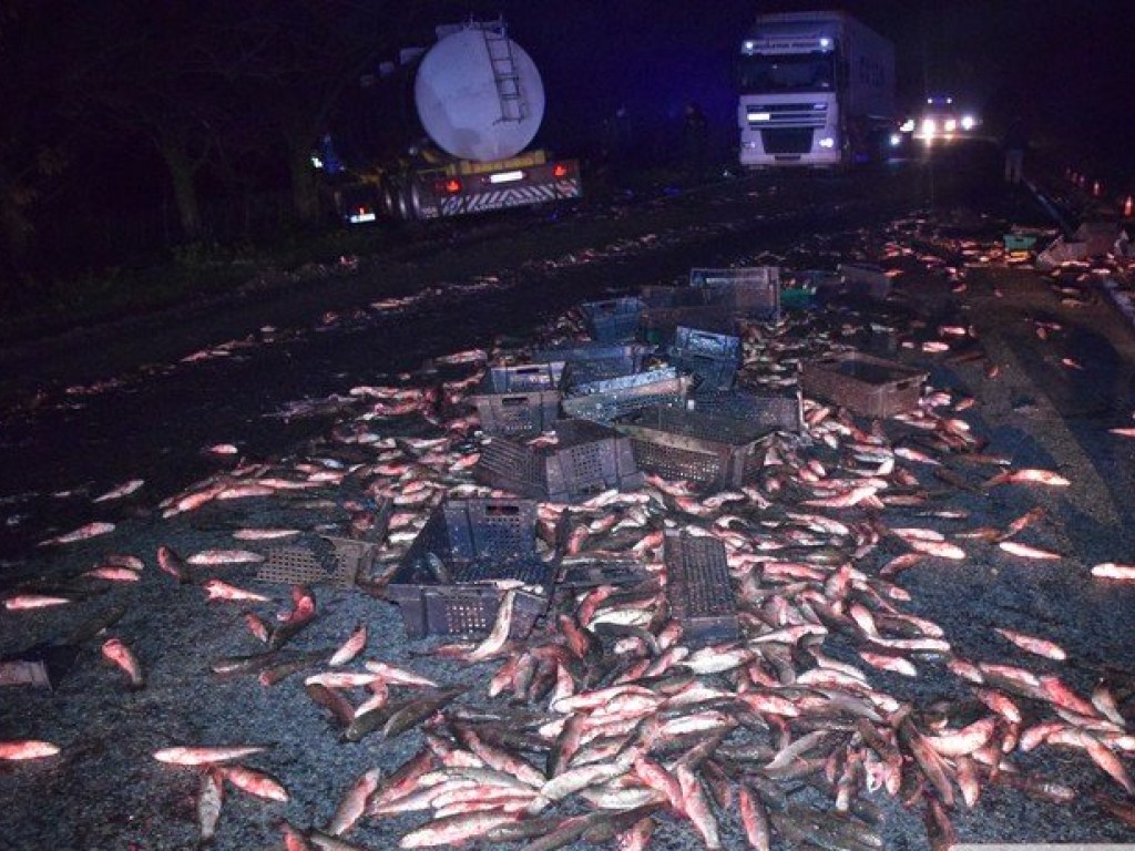 Тонну рыбы разбросало по дороге: под Николаевом произошло смертельное ДТП (ФОТО, ВИДЕО)