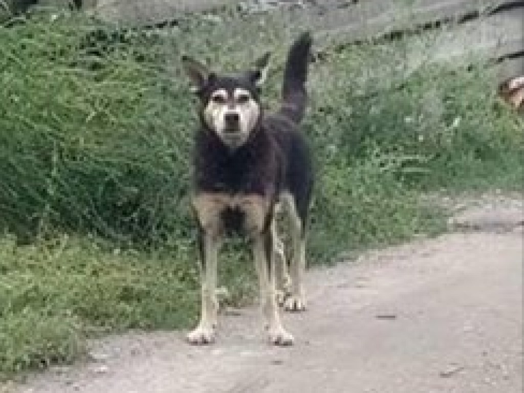Бродячий пес погрыз палец жительнице Запорожья (ФОТО)