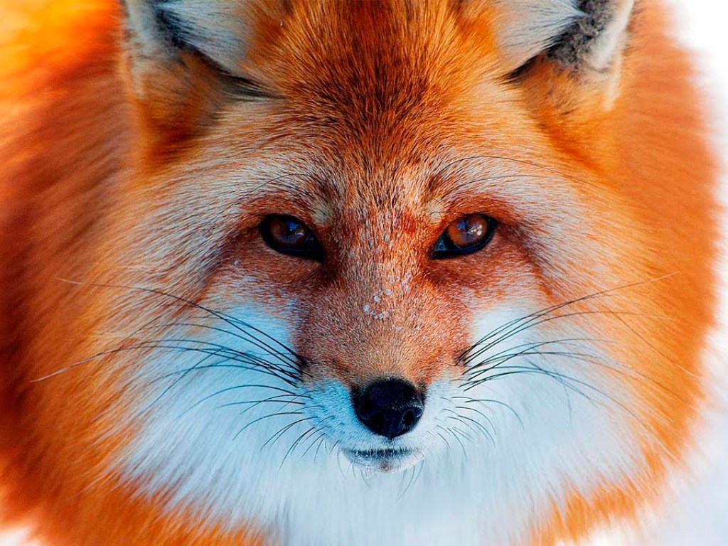 Под Одессой уничтожат всех бездомных животных: у лисицы нашли бешенство