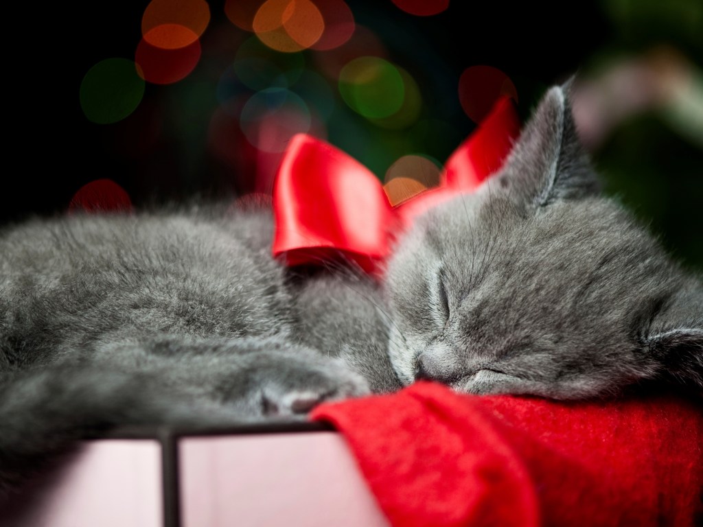Кот и пес к празднику: стоит ли дарить живность на Рождество?