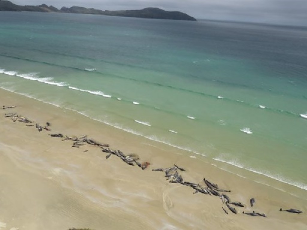 В Новой Зеландии на берег выбросились 145 дельфинов (ФОТО, ВИДЕО)