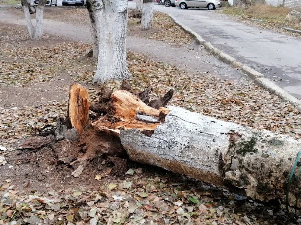 На территории университета в Херсоне рухнуло аварийное дерево (ФОТО)