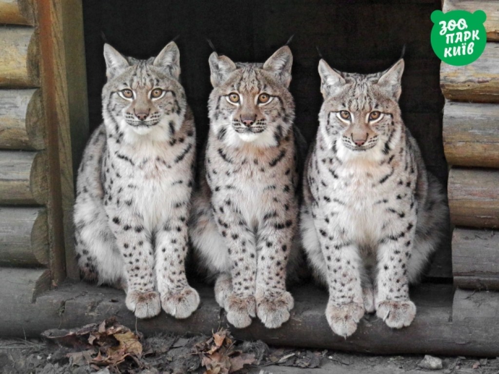 В Киевском зоопарке похвастались своими дикими кошками (ФОТО)