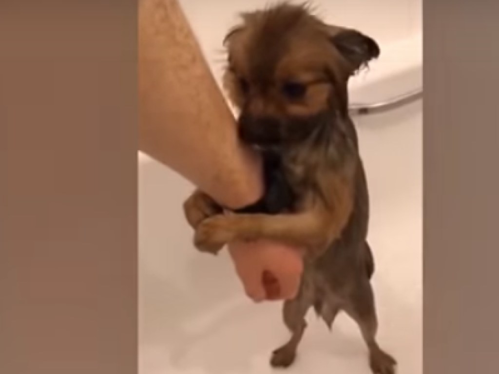 Пятимесячный щенок впервые в жизни принял ванну, и ему не понравилось (ВИДЕО)