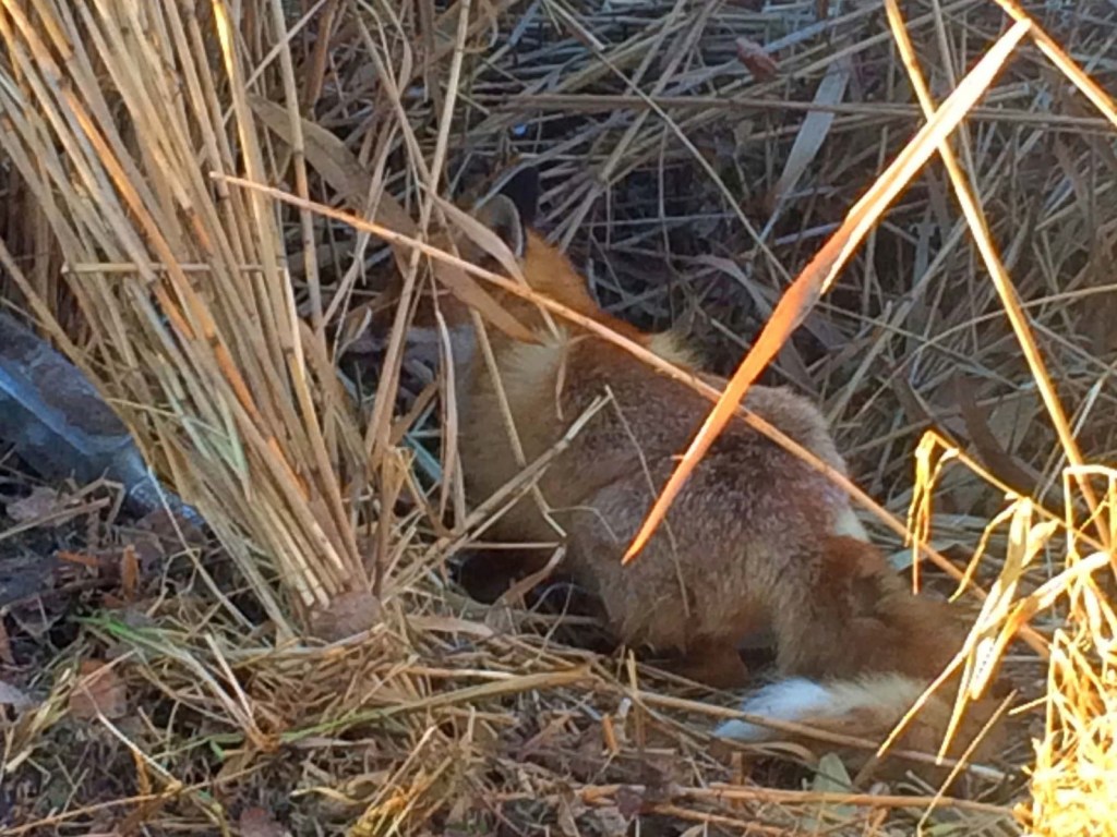 На Киевщине в ловушку браконьеров угодил маленький лисенок (ФОТО)
