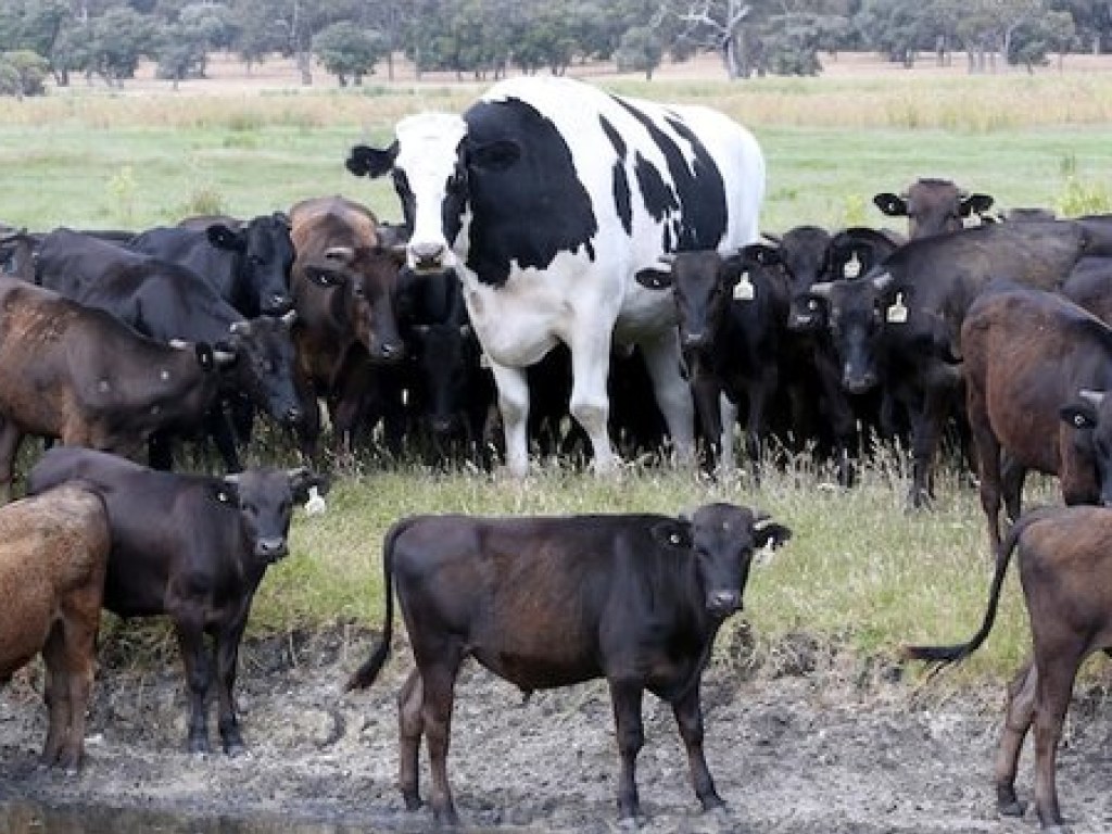 В Австралии обнаружили самого огромного быка на планете (ФОТО, ВИДЕО)