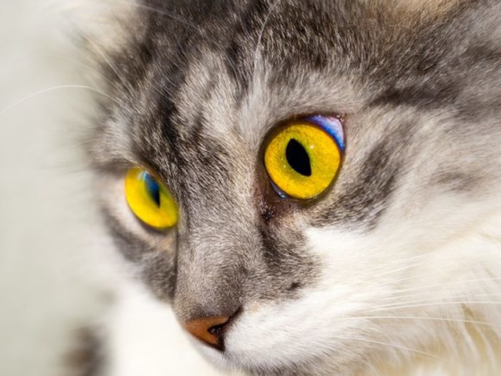 Ученым удалось выяснить истинную причину любви египтян к кошкам