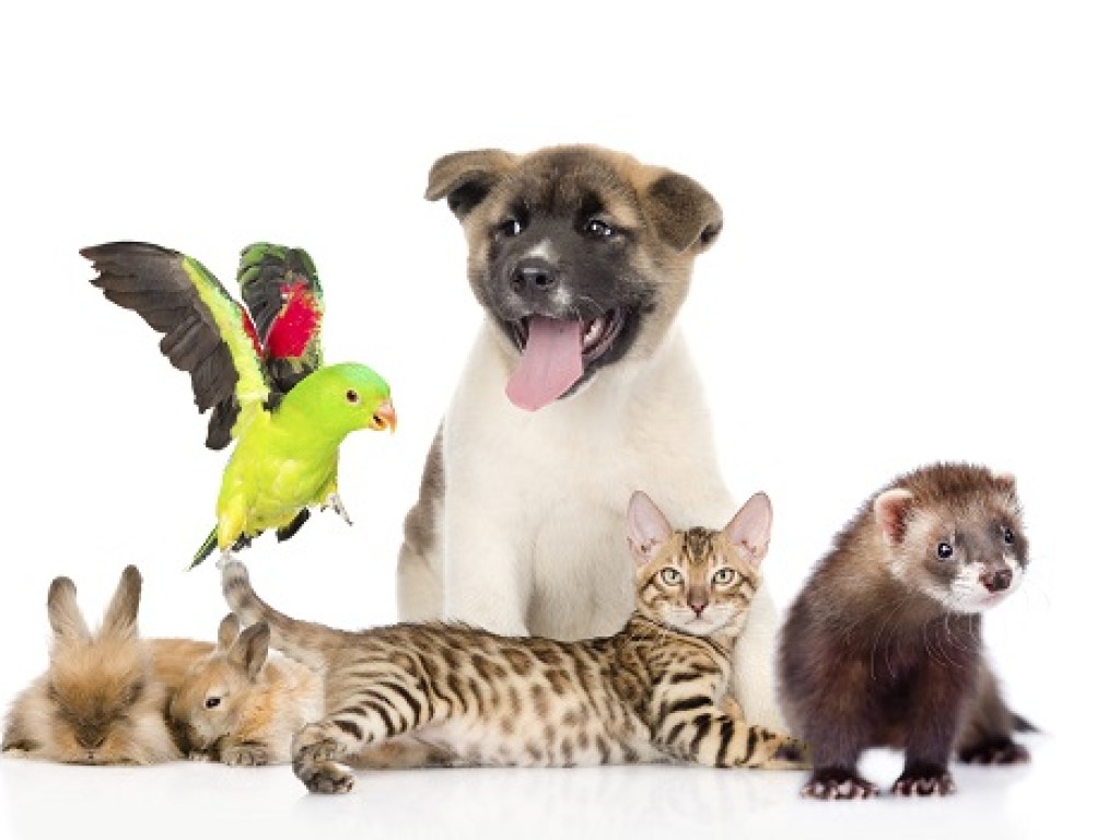 30 ноября &#8212; Всемирный день домашних животных