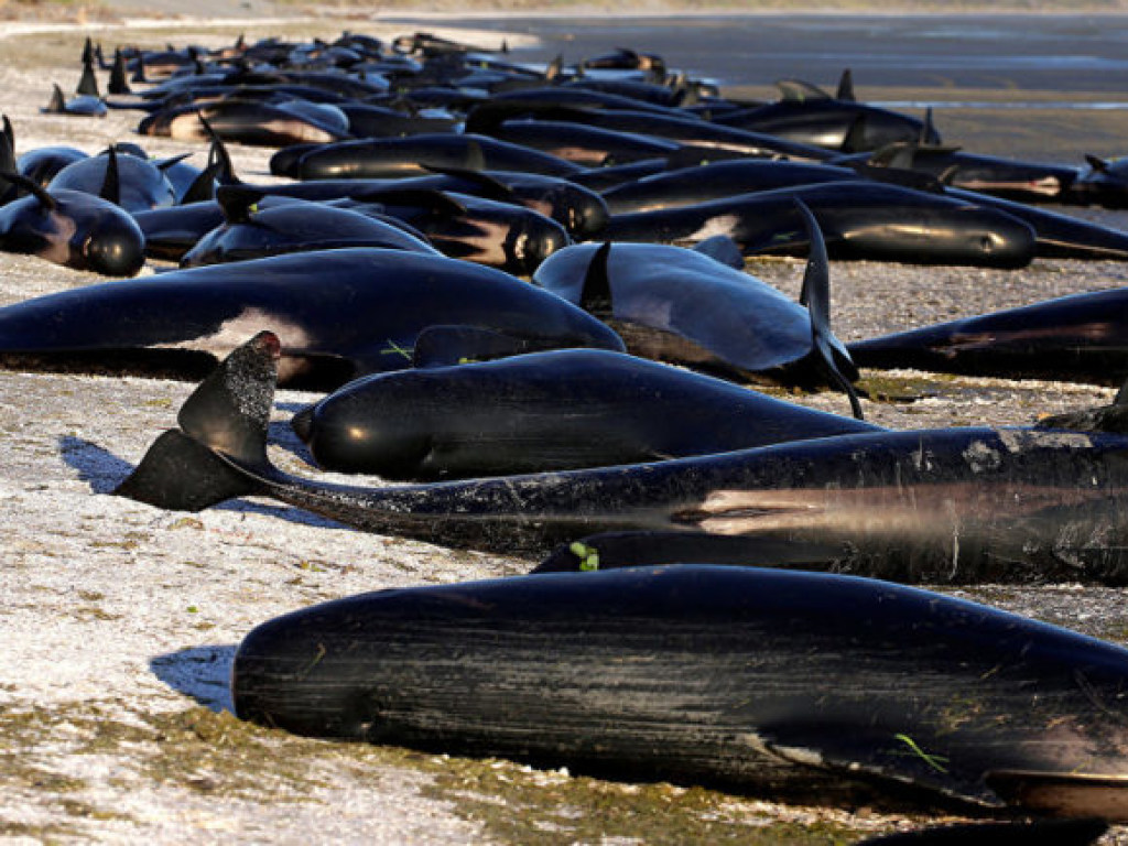 На берег Новой Зеландии снова выбросились десятки черных дельфинов (ФОТО)