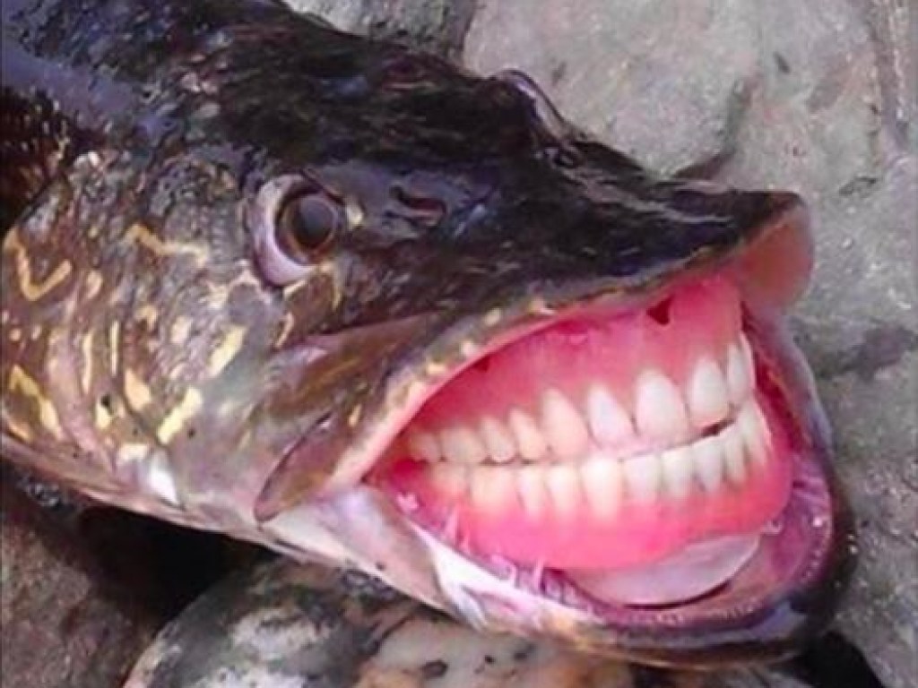 Не фотошоп: Щука с человеческими зубами шокировала пользователей сети (ФОТО)