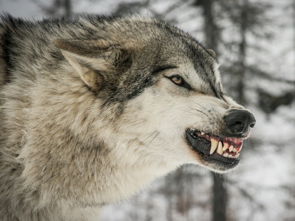 Сеть покорила китаянка, которая  кормит волков изо рта (ФОТО)