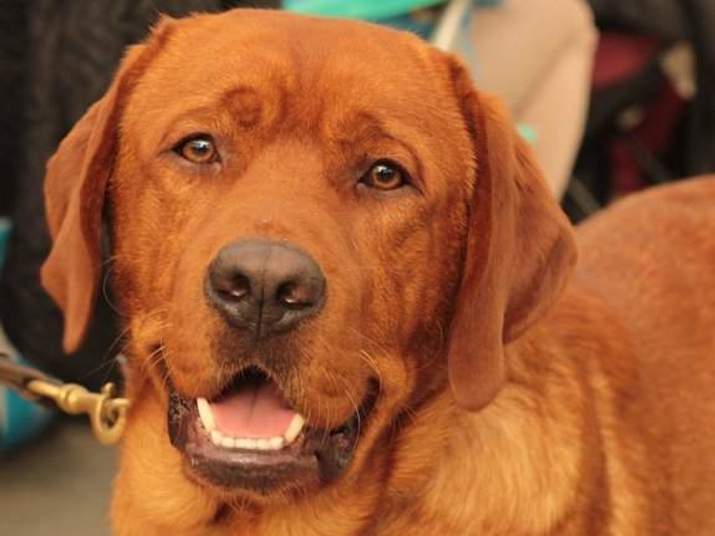Собака, которая ест на задних лапах, растрогала пользователей Сети (ВИДЕО)