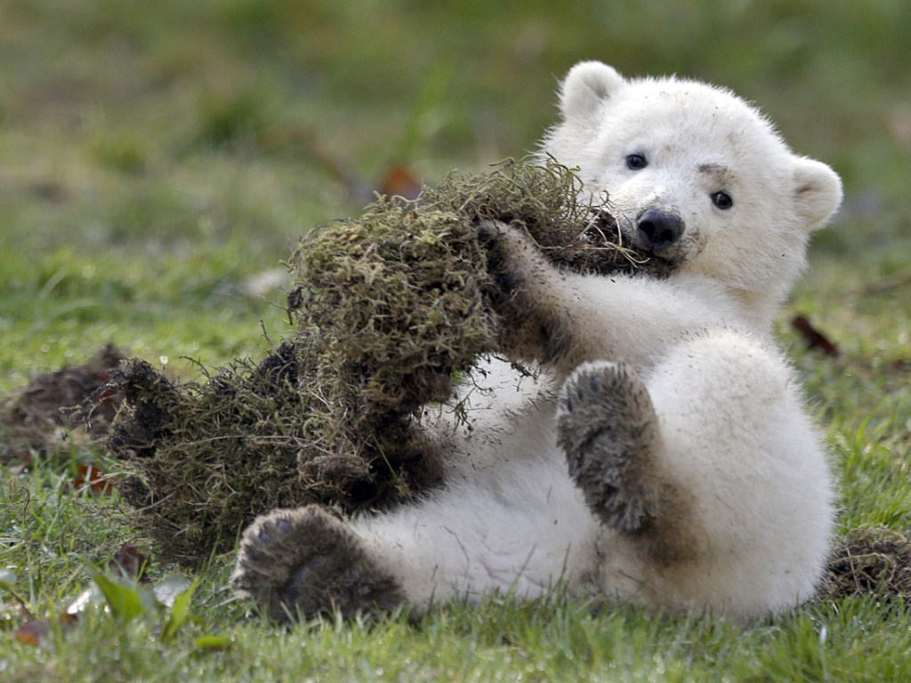 В берлинском зоопарке на свет появился полярный медвежонок (ВИДЕО)
