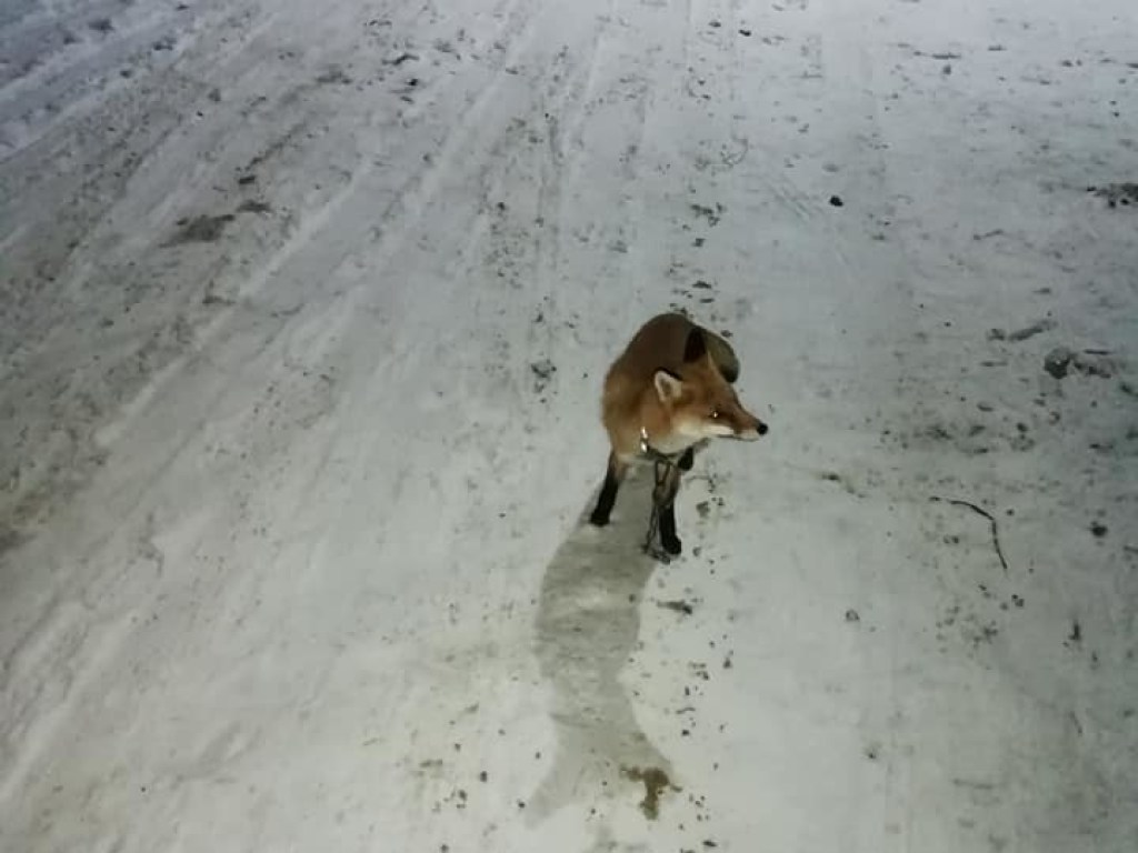 Потерялась: В Полтаве заметили лису с ошейником (ФОТО)