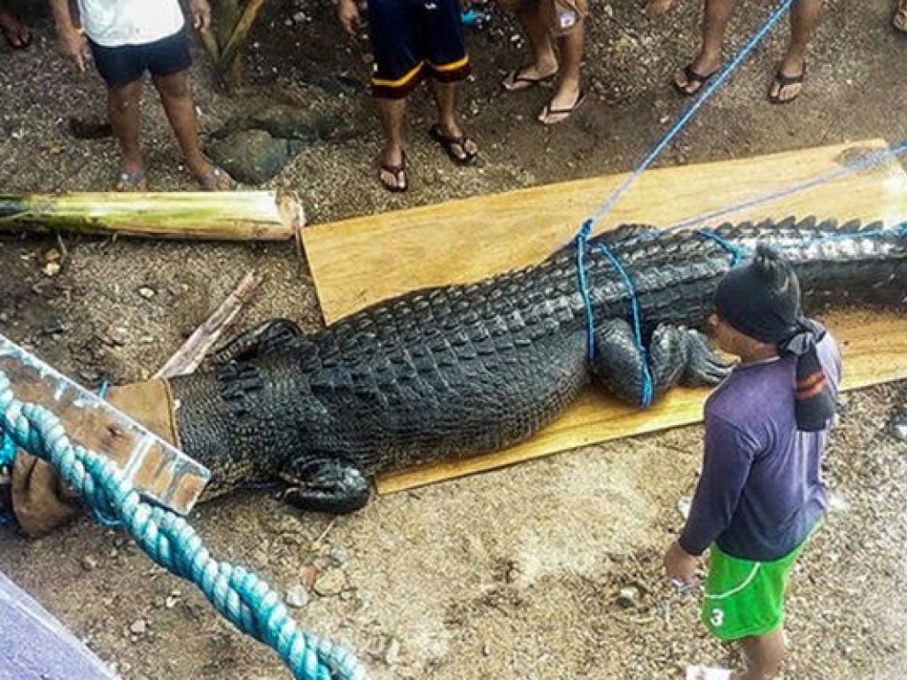 На Филиппинах поймали гигантского крокодила (ФОТО)