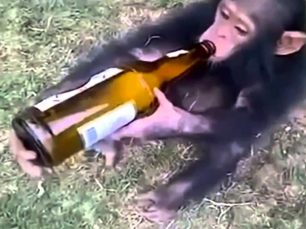Сеть взорвала обезьяна, обожающая пиво (ВИДЕО)