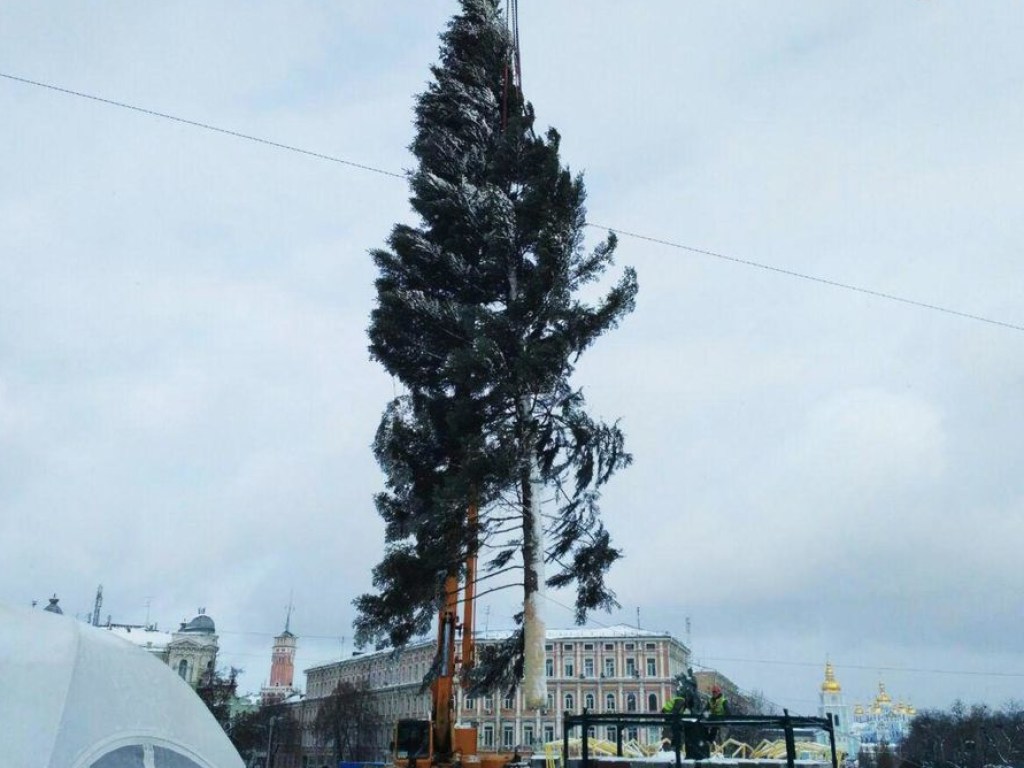 В Киеве на Софийской площади приступили к монтажу новогодней елки (ВИДЕО)