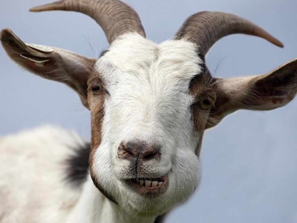 В Сербии коза съела у хозяев 20 тысяч евро