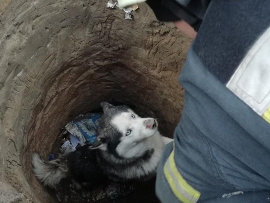 В Киевской области пес породы хаски провалился в канализацию