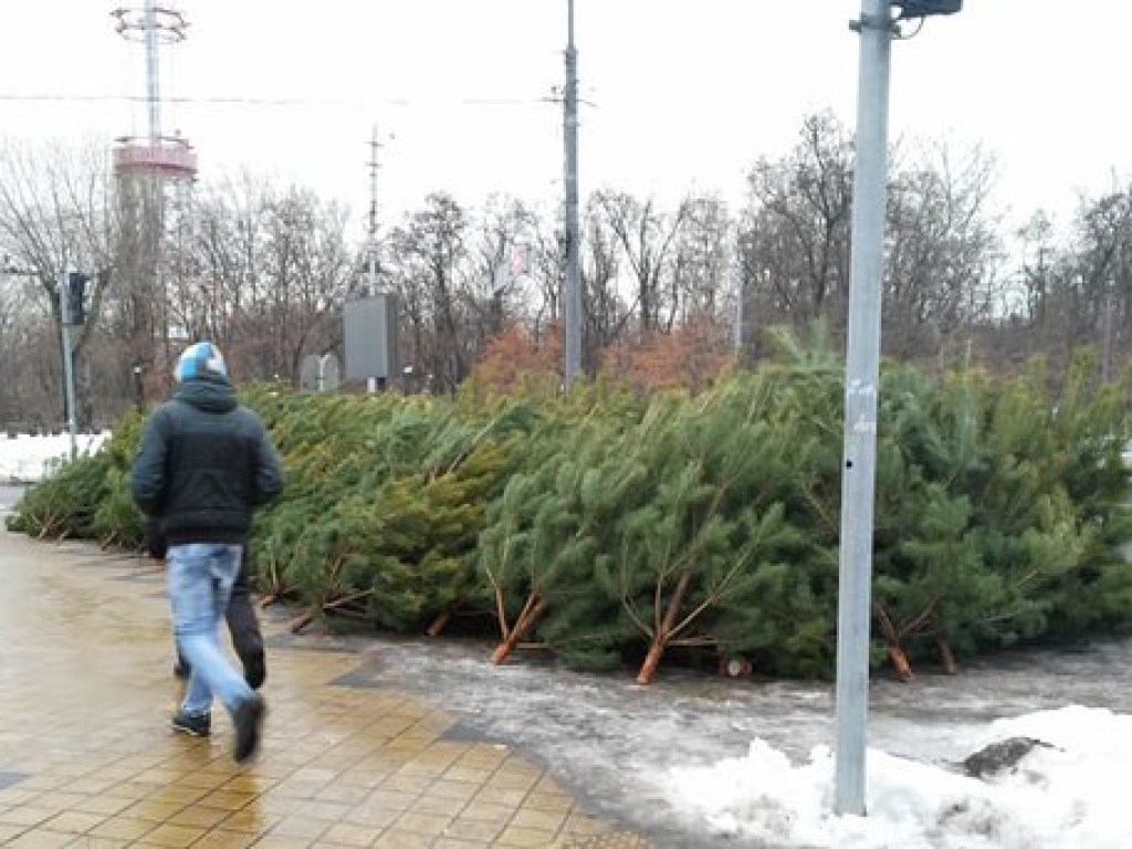 В Киеве началась продажа нелегальных елок (ФОТО)