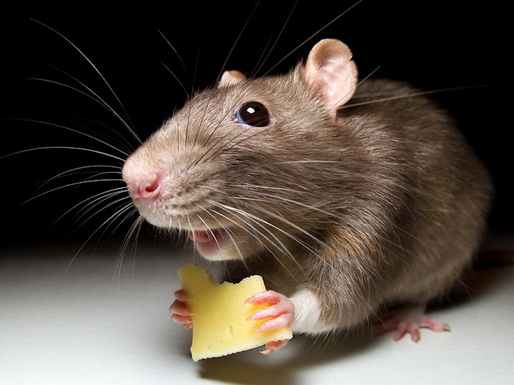 Крысы и мыши попадают в квартиры через вентканалы и канализацию – эксперт