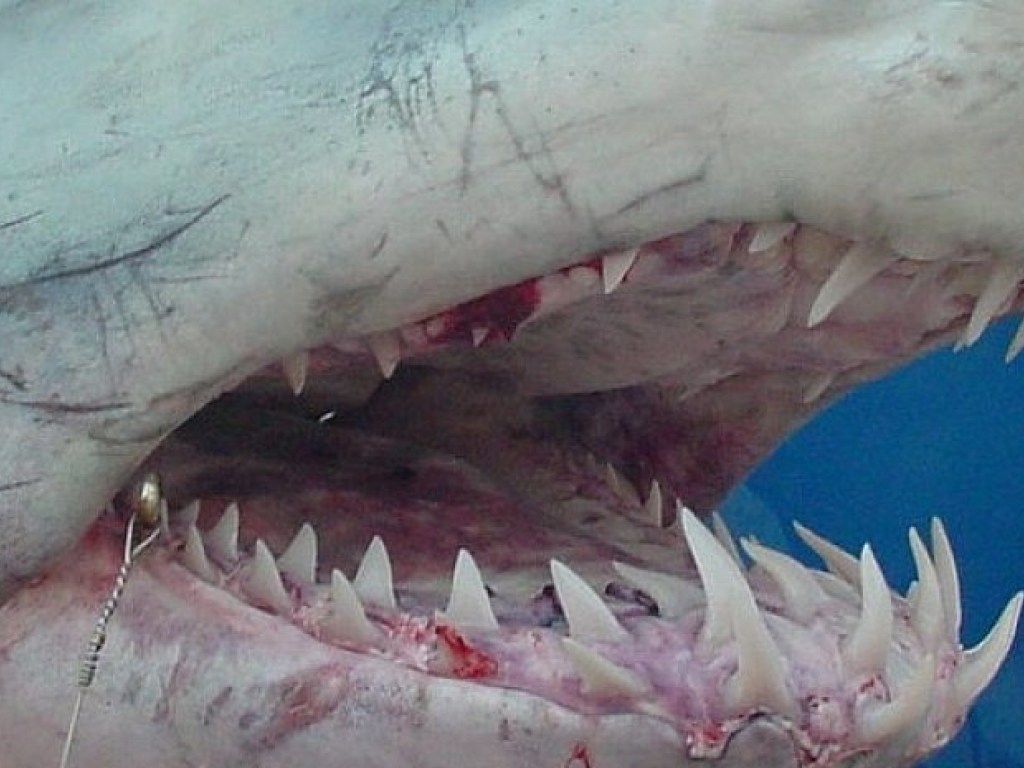 Акула зверски искусала австралийского серфера