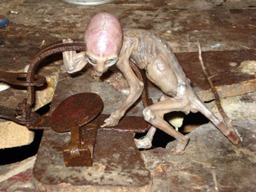 На ранчо в Мексике нашли ребенка инопланетянина (ФОТО)