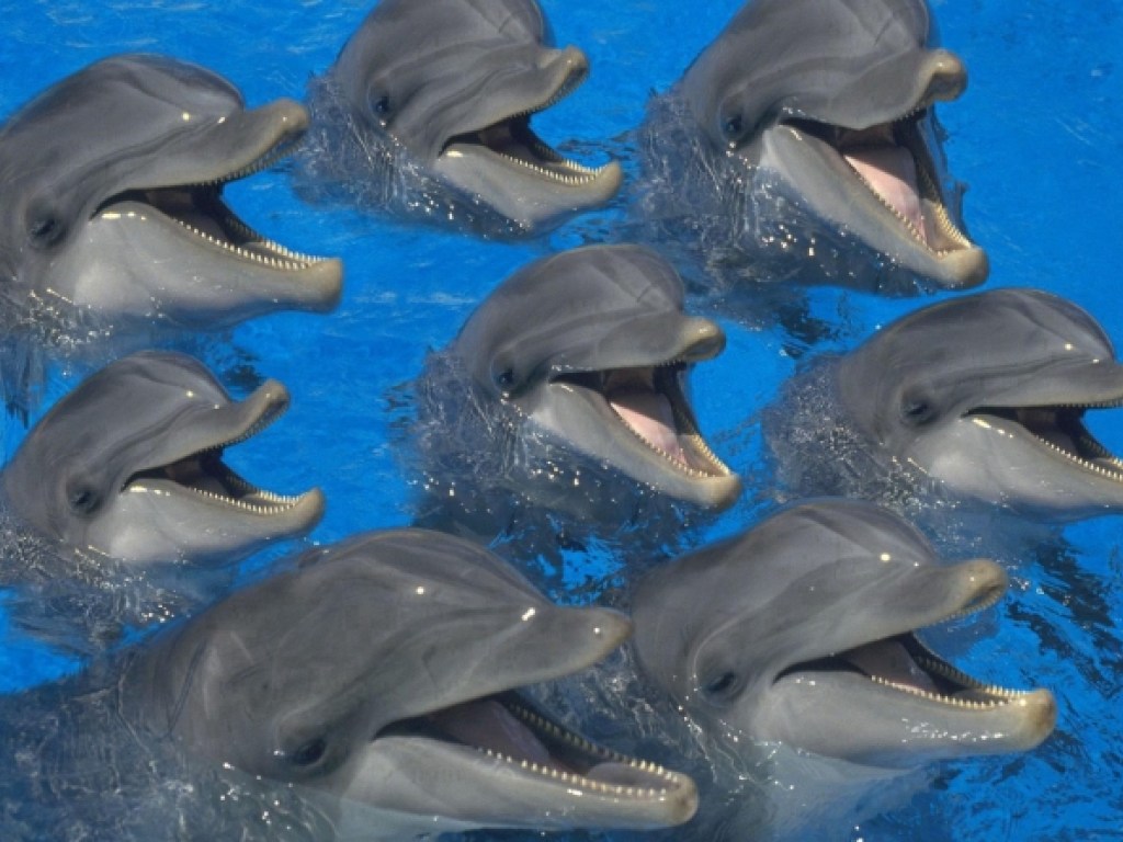 Стало известно, какой мультфильм любят смотреть дельфины