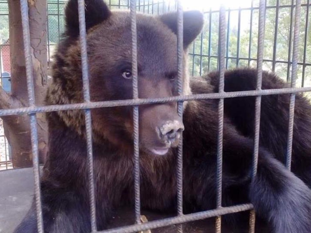 Потащил в клетку: на турбазе в Карпатах медведь напал на девушку (ФОТО)