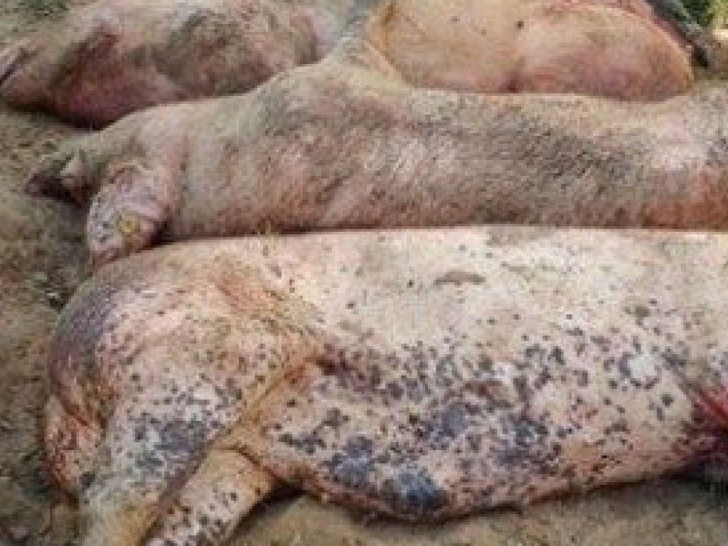 В Рубежном на свалке нашли туши свиней, зараженных АЧС