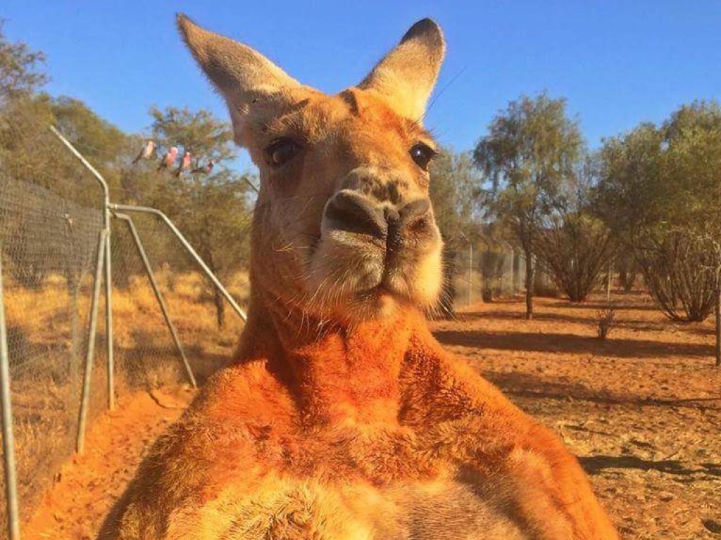 В Австралии умер «самый известный в мире» кенгуру (ФОТО)   